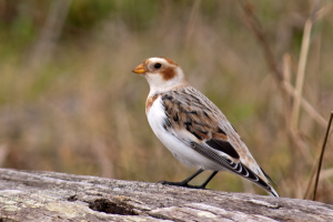 Snow Bunting